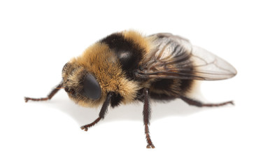 Adult moose nose botfly, Cephenemyia ulrichii isolated on white background. These flies are parasitic on moose and other deers for their larvae and can sometimes in rare cases attack human eyes.