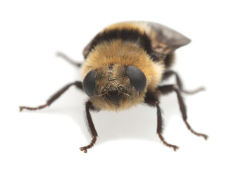 Adult moose nose botfly, Cephenemyia ulrichii isolated on white background. These flies are parasitic on moose and other deers for their larvae and can sometimes in rare cases attack human eyes.