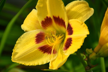 Yellow and Red Lily