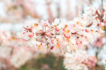 Cassia bakeriana Craib,