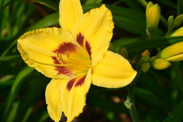 Yellow and Red Lily