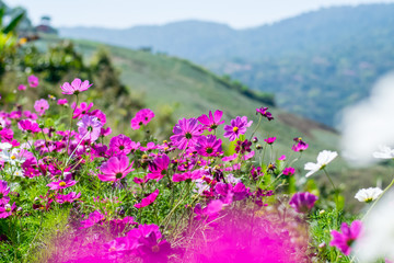 Beautiful cosmos flowers