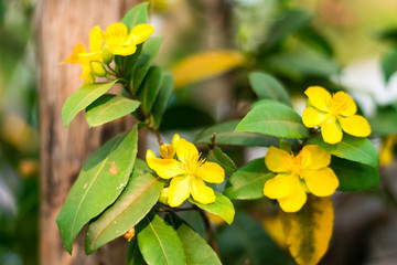 yellow Mickey-mouse plant flower