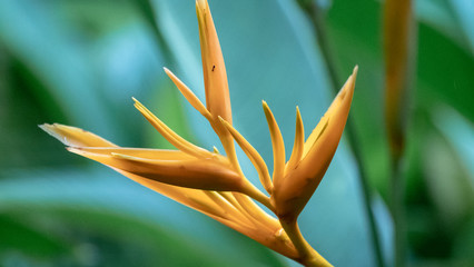 Close-up of a paradise flower in Daintree Rainforest