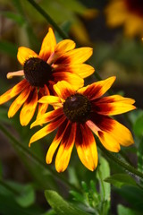 Black-Eyed Susans