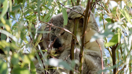 Koala looking down from tree on Magnetic Island in Australia