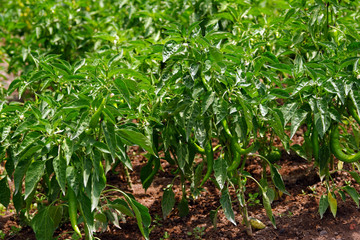 green pepper ( charleston pepper ) in a garden. Selective focus.