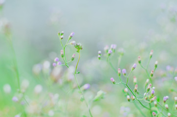 grass in  meadow at garden