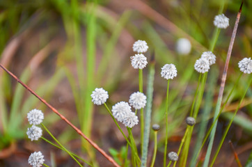 field flower color white on meadow in garden