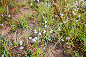 field flower color white on meadow in garden