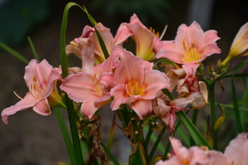 Pink Lilies in Bloom