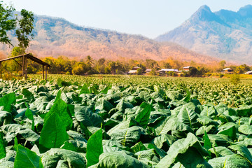 Fototapeta premium Tobacco planting in northern Thailand
