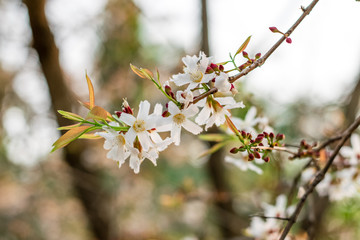 Guttiferae flower blossom