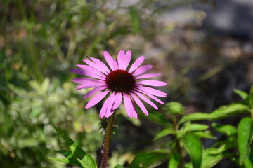 Obraz premium Echinacea in Bloom