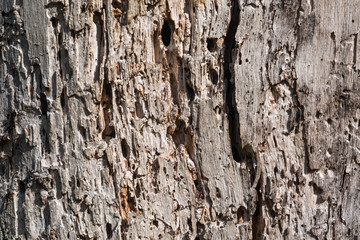 Old weathered tree background