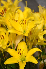 Fototapeta premium Yellow Lilies in the Garden