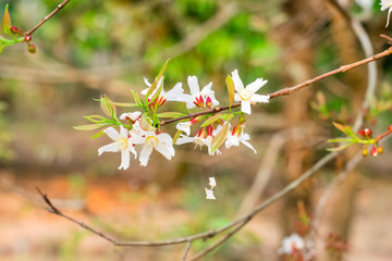 Guttiferae flower blossom