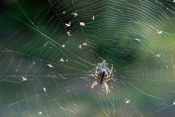 Spider with catch in the spider web