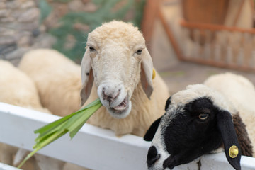 sheep standing behind the white fence and chewing the grass