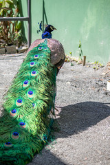 Fototapeta premium peacock with all its beauty