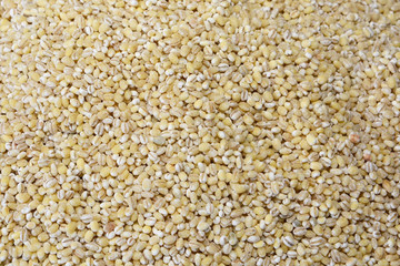 Barley (Hordeum vulgare) is a major cereal grain grown in temperate climates globally.