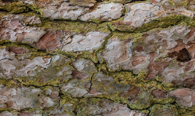 pine bark texture closeup