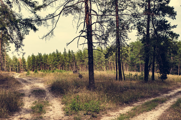 Obraz premium sandy road in a pine forest