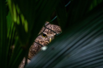 owl staring through the leaves