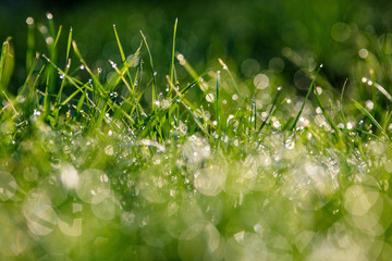 Fototapeta premium grass with dew drops closeup