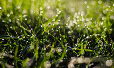 Fototapeta premium grass with dew drops closeup