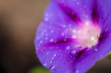 garden bindweed flower closeup