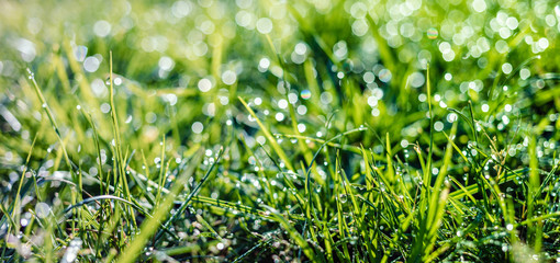 grass with dew drops closeup