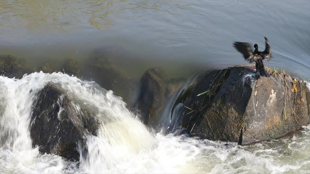 Water flows down over small rapids near a causeway in the Sabie River near lower Sabie in Kruger National Park during the summer month with an african darter in the scene