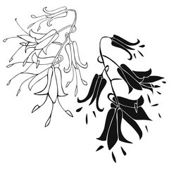 Botanical sketch with field bells. Vector design In black and white style. Elements isolated on background.Can be used for printing on paper, stickers, badges, bijouterie, cards, textiles, tattoos.
