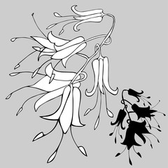 Botanical sketch with field bells. Vector design In black and white style. Elements isolated on background.Can be used for printing on paper, stickers, badges, bijouterie, cards, textiles, tattoos.