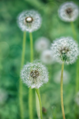 Fluffy Dandelion Flowers Across Green