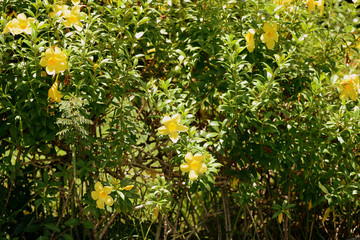 Yellow Alamanda Flowers (Allamanda cathartica) Blooming in a Tropical Garden