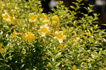 Yellow Alamanda Flowers (Allamanda cathartica) Blooming in a Tropical Garden
