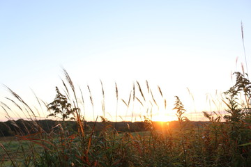 朝焼けのススキ