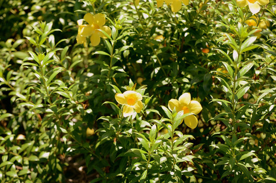 Yellow Alamanda Flowers (Allamanda cathartica) Blooming in a Tropical  Garden Stock Photo | Adobe Stock