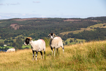 Sheep in the Lake Distict