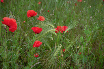 Red Poppy Flower In Summer