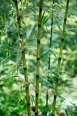 Close Up Of Green Tropical Bamboo Plants