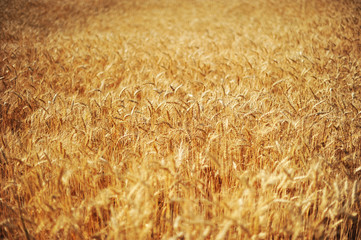 yellow field of ripe wheat ears a lot