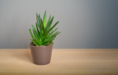 Aloe Vera plant in brown flower pot on wooden furniture against grey wall.
