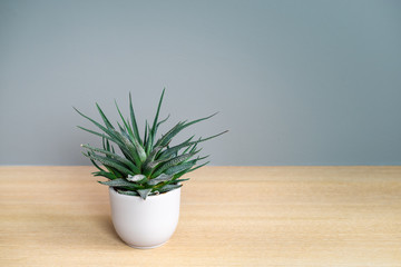 Succulent plant in pot. Aristaloe Aristata, Lace Aloe.