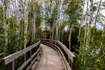 wooden boardwalk in forest