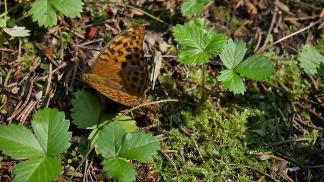 A butterfly banish a red bug out in the forest.