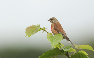 A stunning male Linnet, Linaria cannabina, perching on a branch in a tree.	
