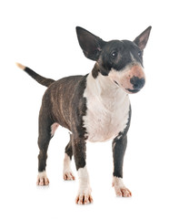 miniature bull terrier in studio
